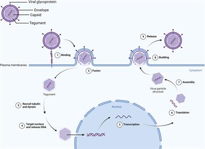 When herpes simplex virus encephalitis meets antiviral innate immunity